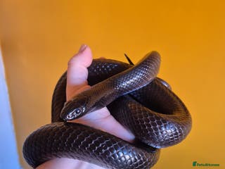 King Snake reptiles Mexican black kingsnake - Advert 3