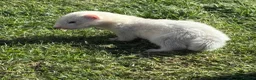 Ferret rodents for sale: Gorgeous chunky baby ferrets  - Advert 9