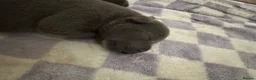 Staffordshire Bull Terrier dogs for sale: 3 stunning male blue staffies puppies  - Advert 5