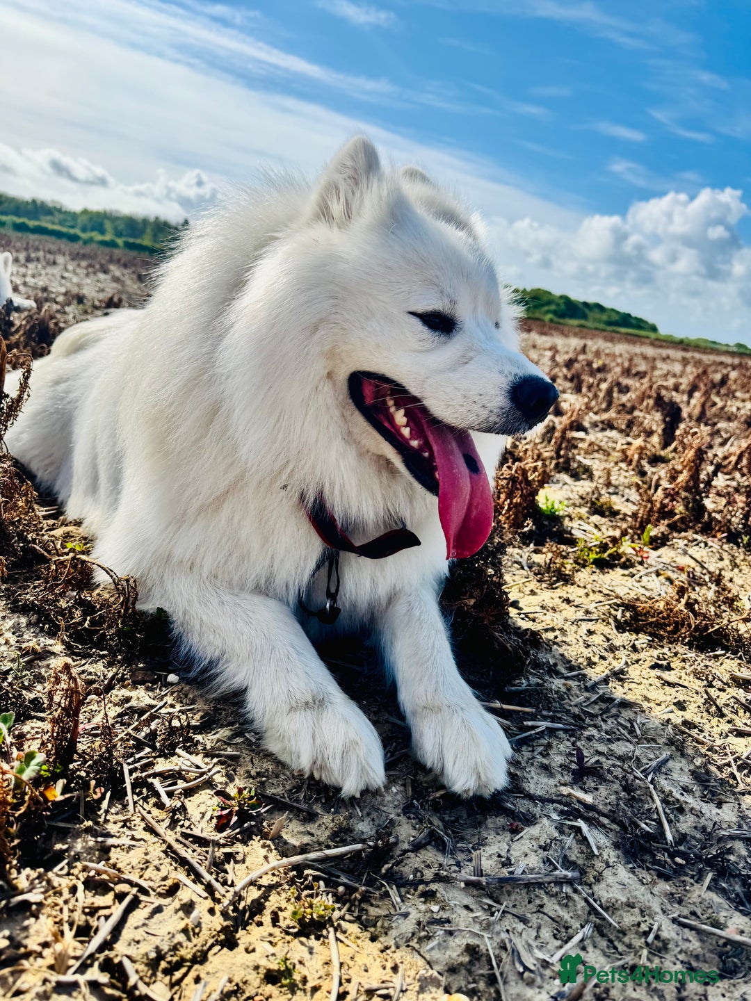 Samoyed dogs for stud: Nate  - Advert 1