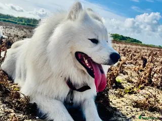 Samoyed dogs Nate - Advert 19