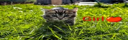 Bengal cats for sale: £799!TICA GlitterBengals|HighContrast|Healthtested - Advert 3