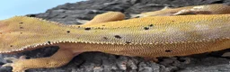 Mixed Breed reptiles for sale: various geckos! - Advert 8
