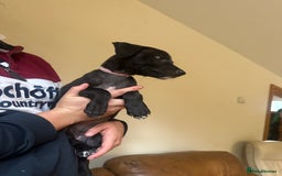 Lurcher dogs for sale: Lurcher pups  - Image 9