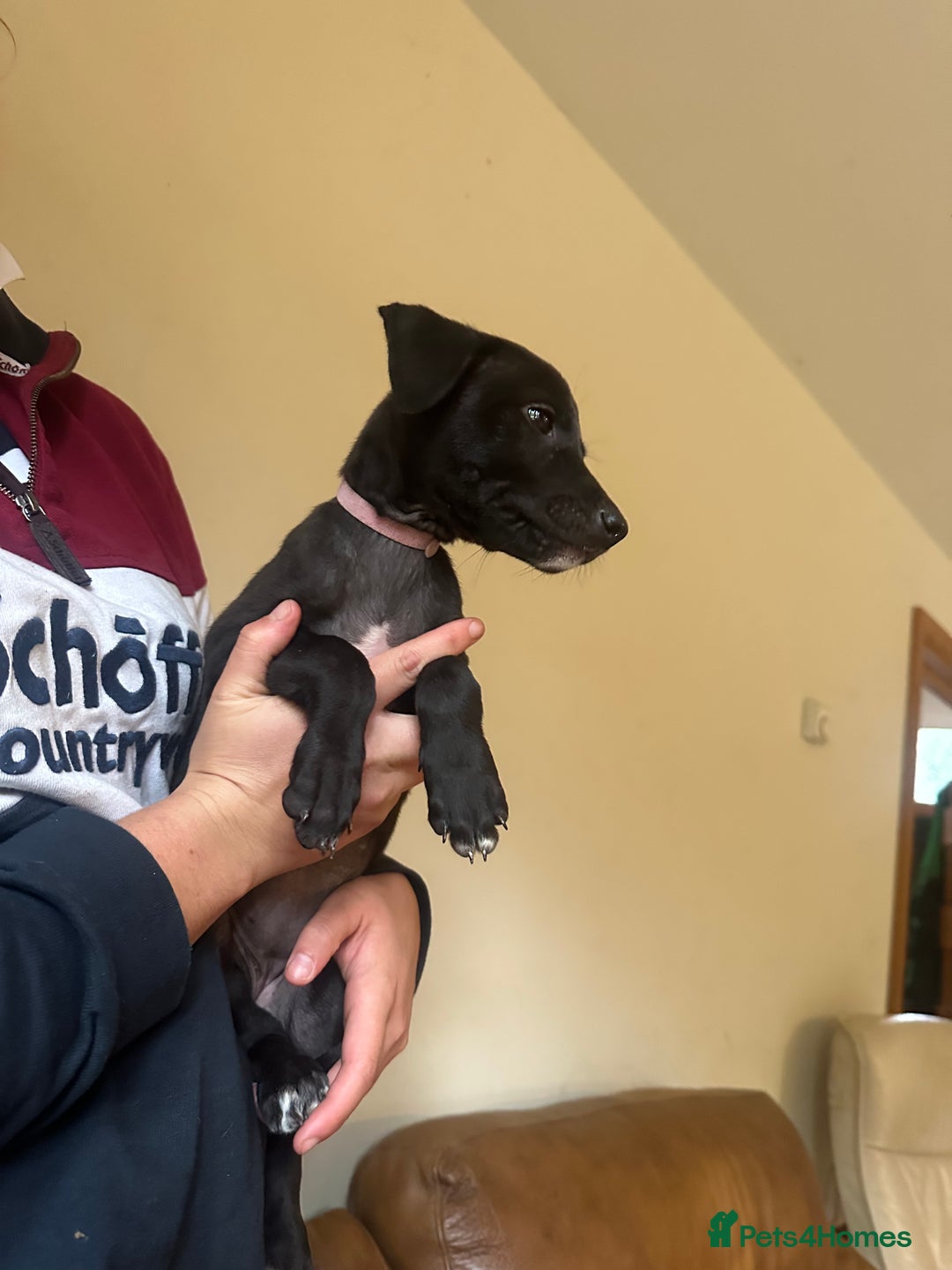 Lurcher dogs for sale: Lurcher pups  - Image 9