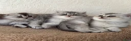 Scottish Fold cats for sale: Adorable Scottish Fold Kittens  - Advert 8