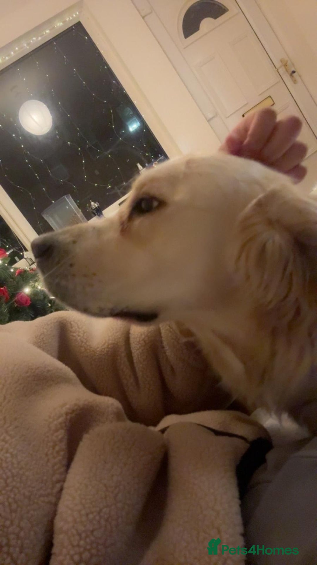 Golden Retriever dogs for sale: Female golden retriever 1 and a half year pup - Advert 2