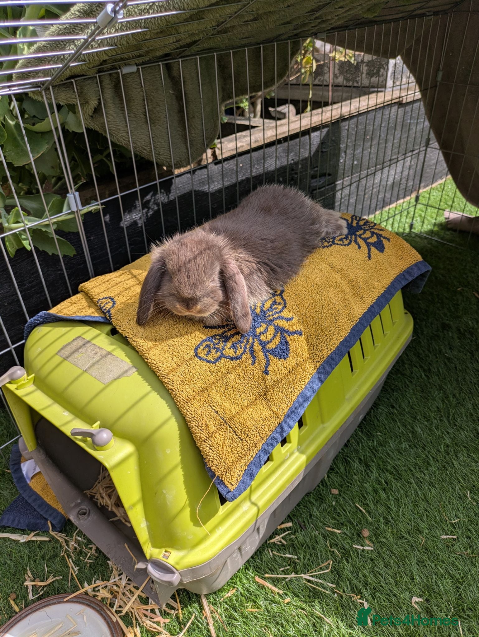 English Lop rabbits Mini lop cross holland lop rabbits - Advert 20