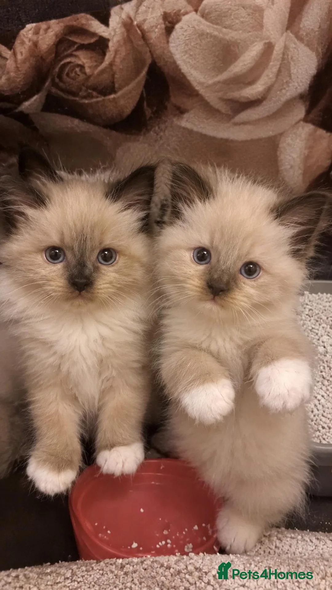 Ragdoll cats for sale: Female Ragdoll kittens - Advert 2