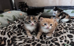 Bengal cats for sale: Beautifull kittens for sale - Image 26
