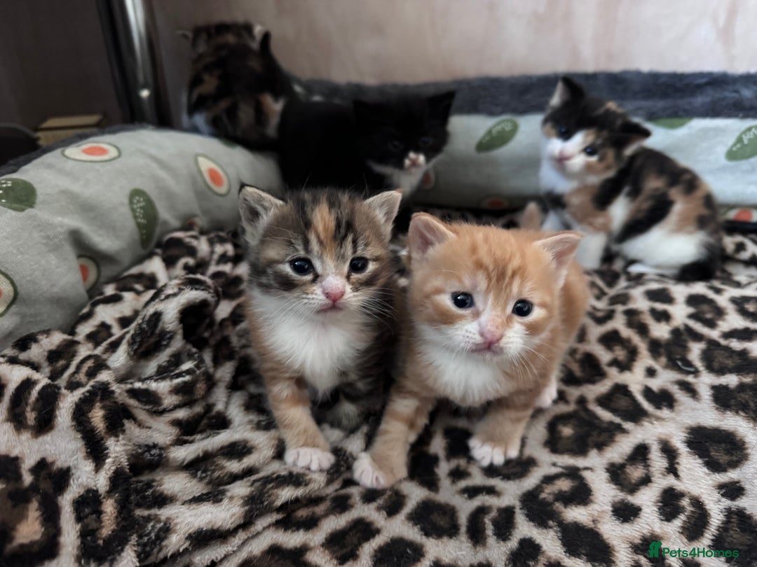 Bengal cats for sale: Beautifull kittens for sale - Image 26
