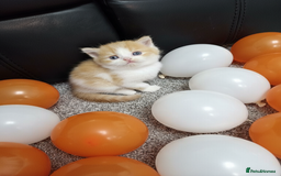 Scottish Fold cats for sale: Bundle of 11 Scottish fold Straight Ears Kittens - Image 11