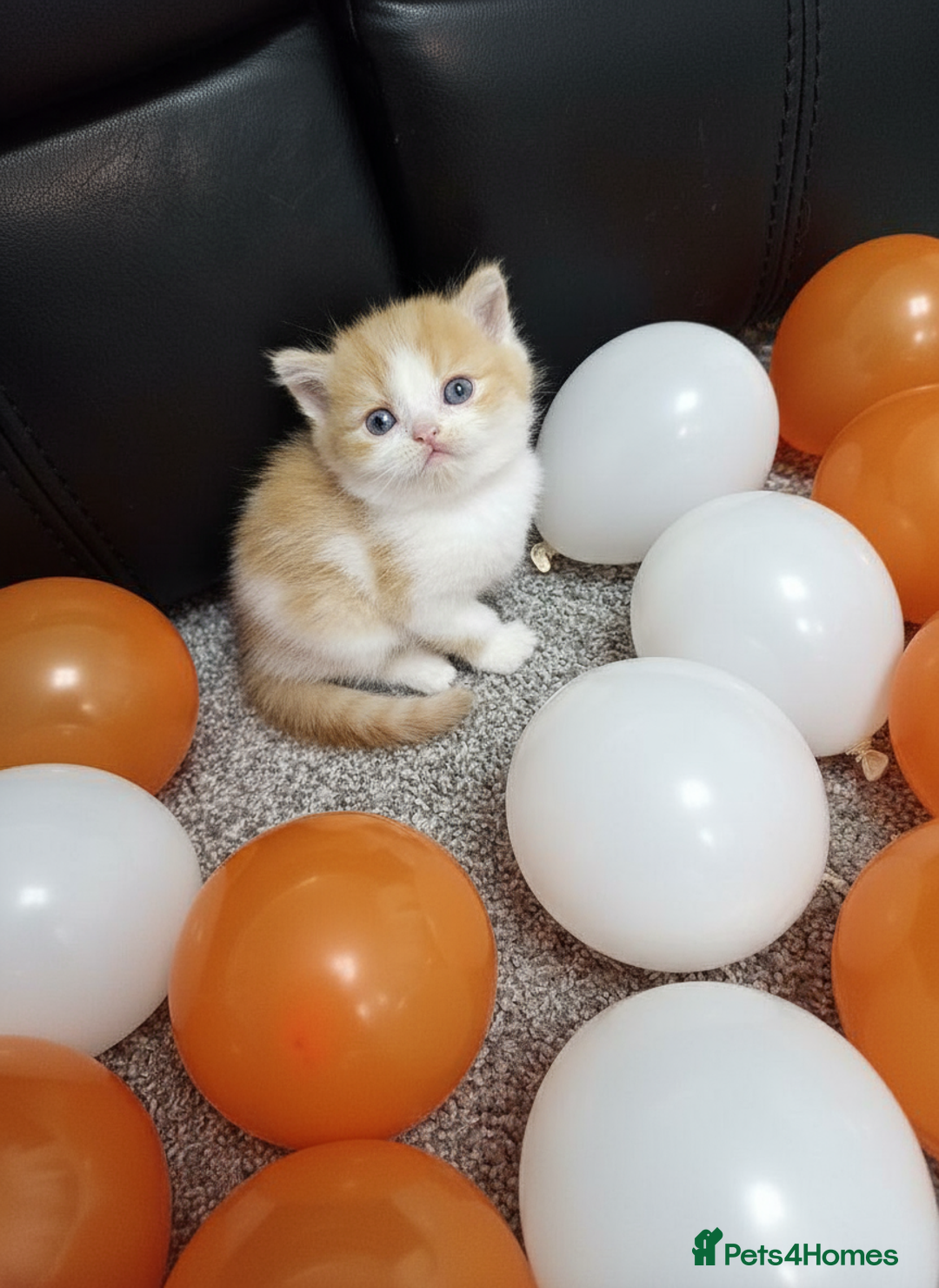 Scottish Fold cats for sale: Bundle of 11 Scottish fold Straight Ears Kittens - Image 11