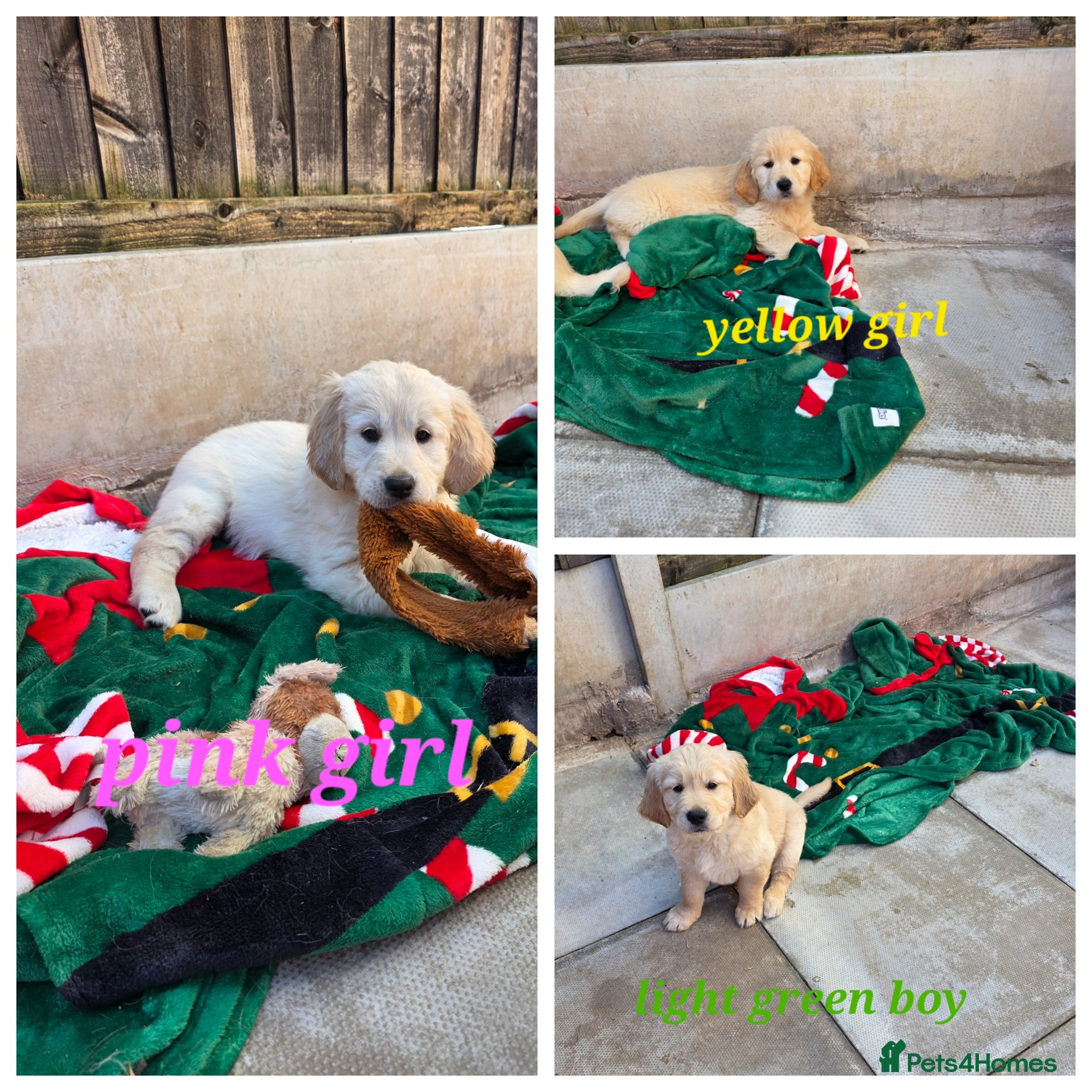 Golden Retriever dogs Lovely Golden retriever puppy ❤️ - Advert 6