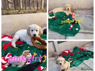 Golden Retriever dogs Lovely Golden retriever puppy ❤️ - Advert 6