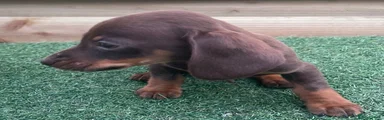 Dachshund 2