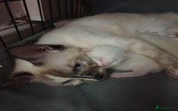 Siamese cats for sale: Flame point siamese kittens  - Advert 9