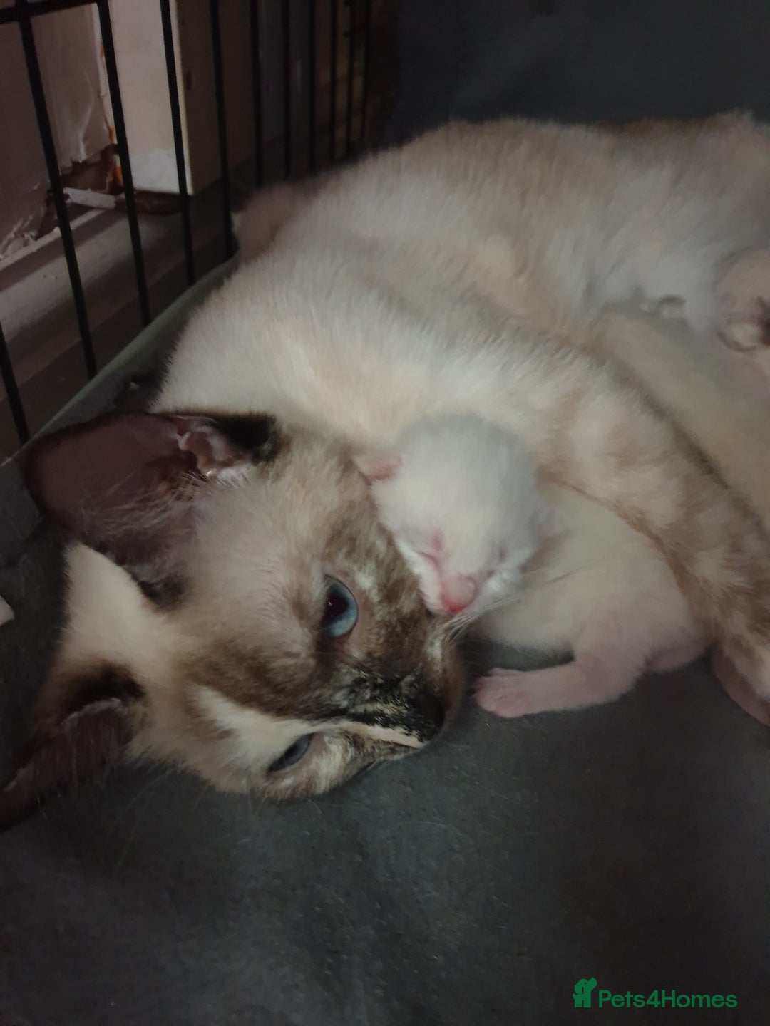 Siamese cats for sale: Flame point siamese kittens  - Advert 9