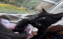 Maine Coon cats for sale: 2 sweet boys looking for new home - Image 3