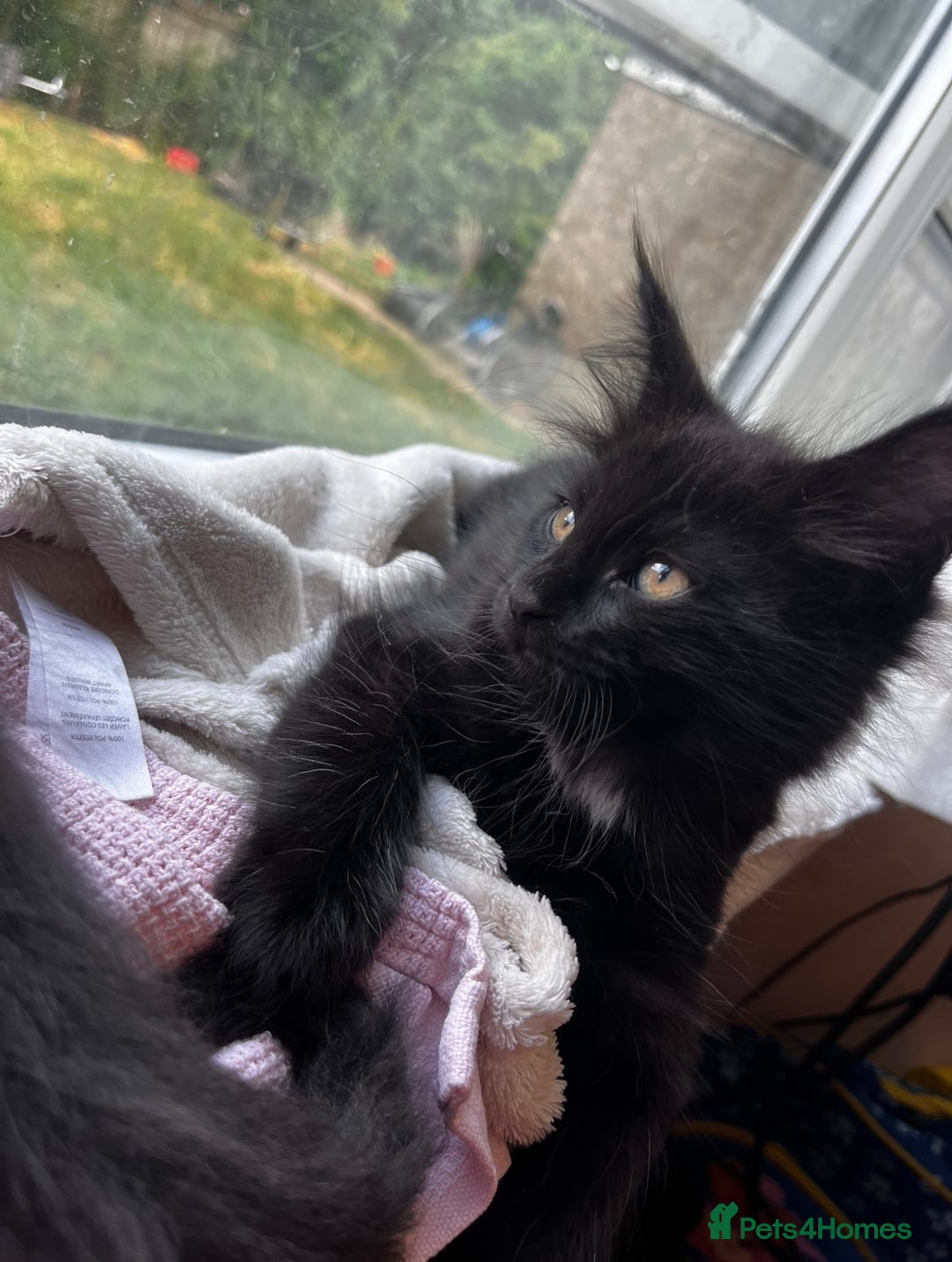 Maine Coon cats for sale: 2 sweet boys looking for new home - Image 3