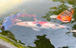 Pond Fish fish for sale: 3 Coin Carp + 1 Ghost Decent Sizes - Image 1