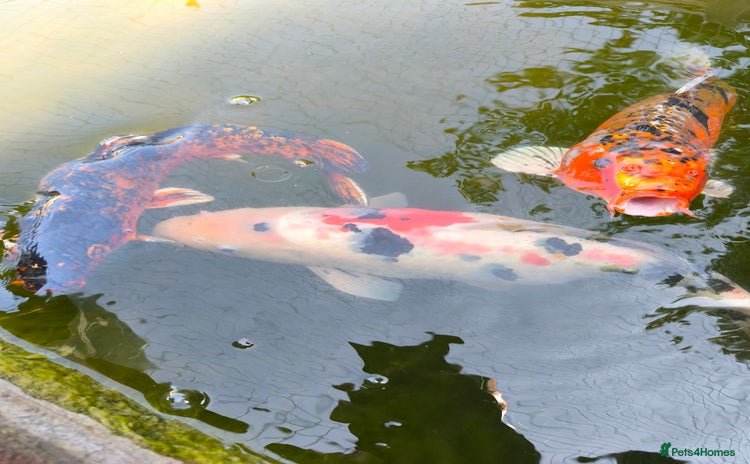 Pond Fish fish - Advert 1