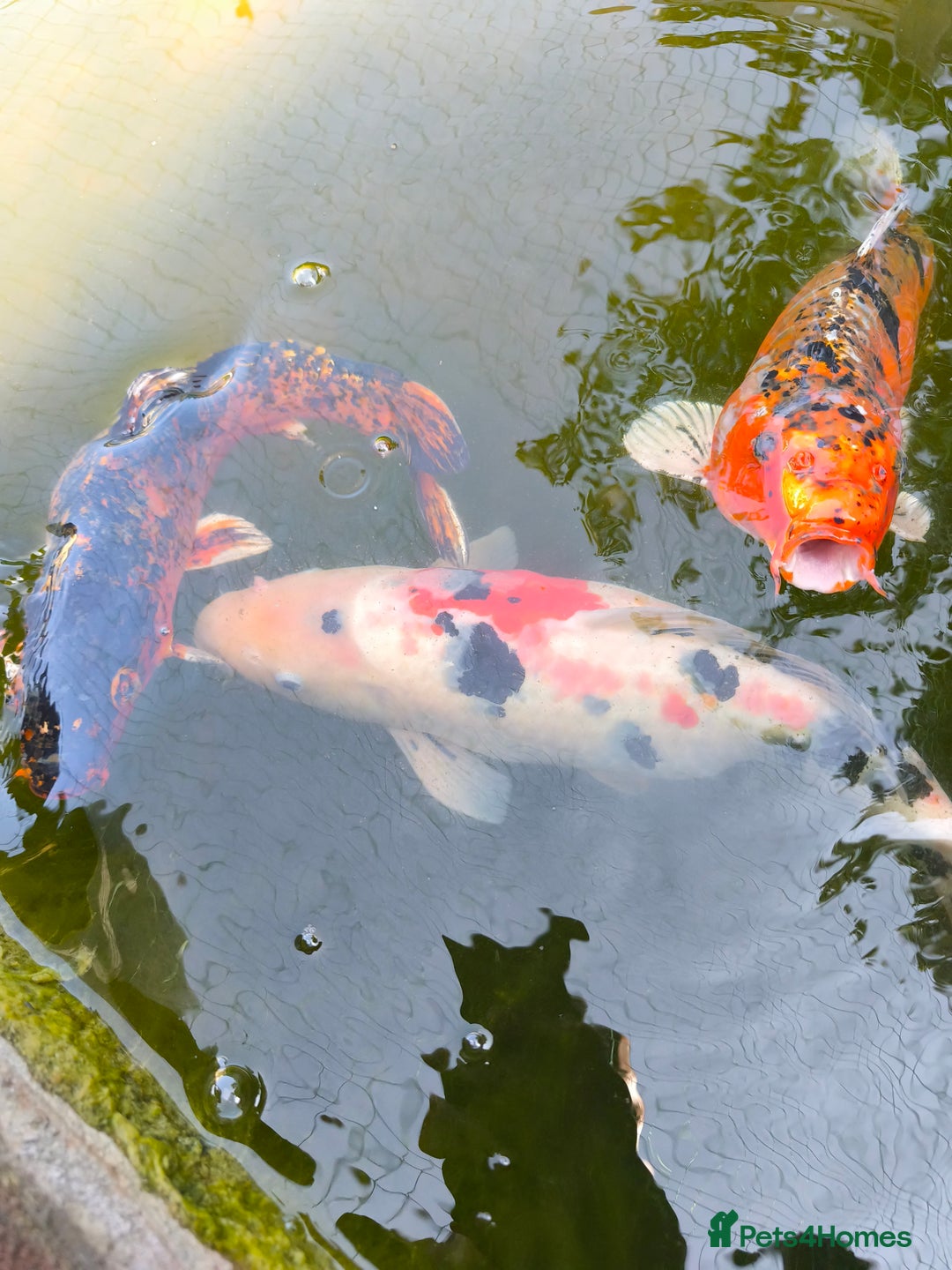 Pond Fish fish for sale: 3 Coin Carp + 1 Ghost Decent Sizes - Image 1