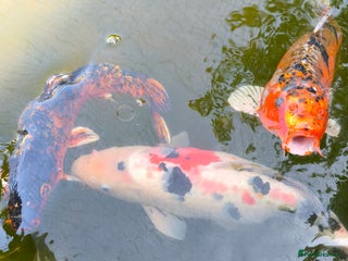 Pond Fish fish - Advert 2