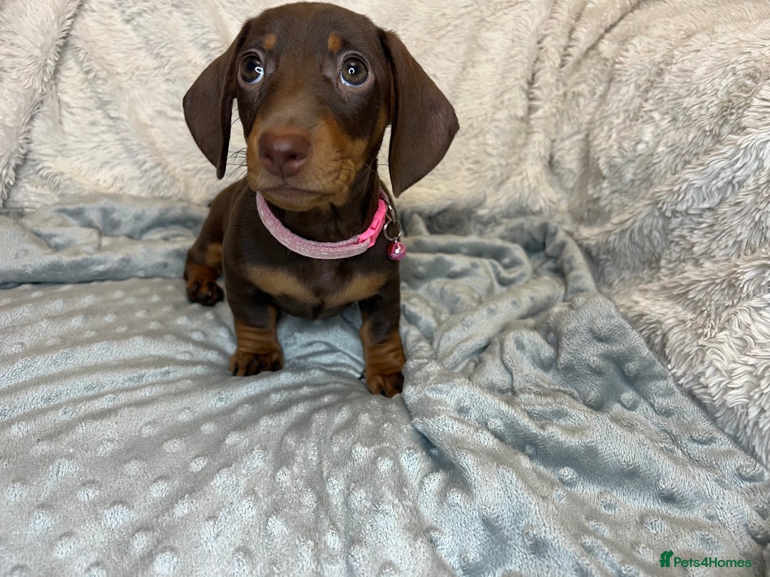 Dachshund dogs for sale: LAST ONE- Dachshund female puppy - last one - Advert 10