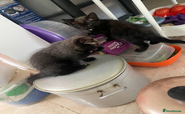 Mixed Breed cats - Advert 3