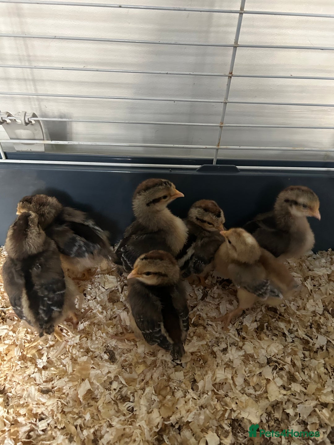 Chickens poultry for sale: Cream legbar chicks - Image 1