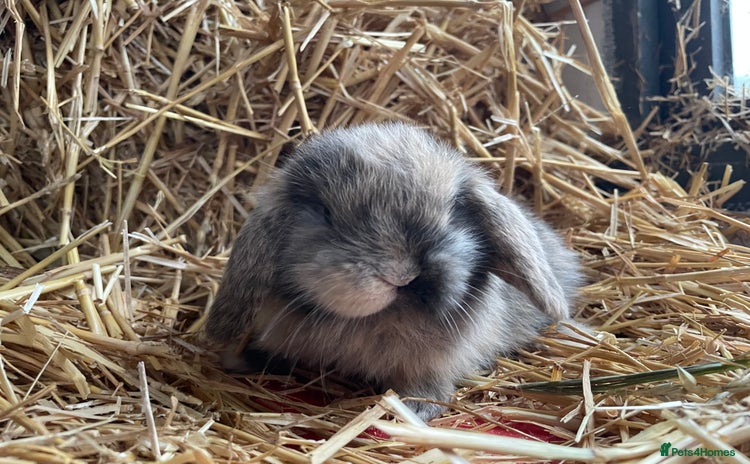 Mini Lop rabbits - Advert 9