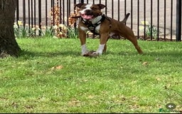 American Bulldog dogs for stud: American bulldog x mastiff for stud - Image 4