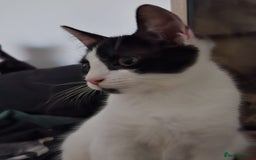 Mixed Breed cats for sale: Lots of cats/kittens up for adoption  - Image 4