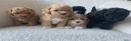 Maltipoo dogs for sale: F1b Maltipoo puppies for sale  in Christchurch - Advert 9