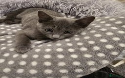 Russian Blue cats for sale: Female Russian blue kitten  - Image 8