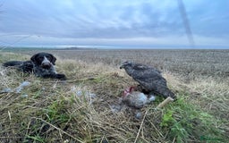 German Wirehaired Pointer dogs for sale: PUPS DUE 25th September  - Image 5