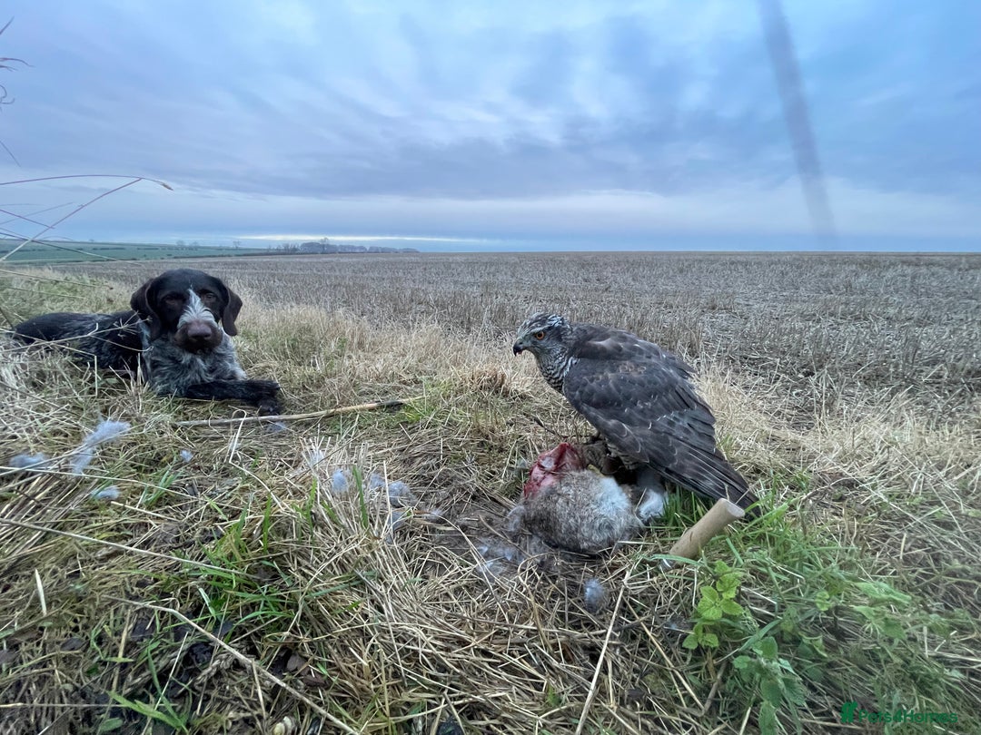 German Wirehaired Pointer dogs for sale: PUPS DUE 25th September  - Image 5