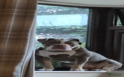 Olde English Bulldogge dogs for sale: Lyla  - Image 3