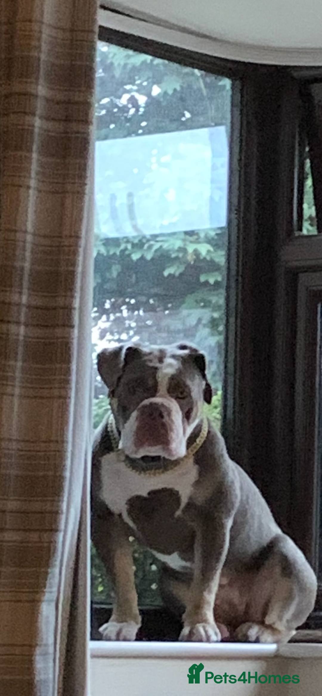 Olde English Bulldogge dogs for sale: Lyla  - Image 3