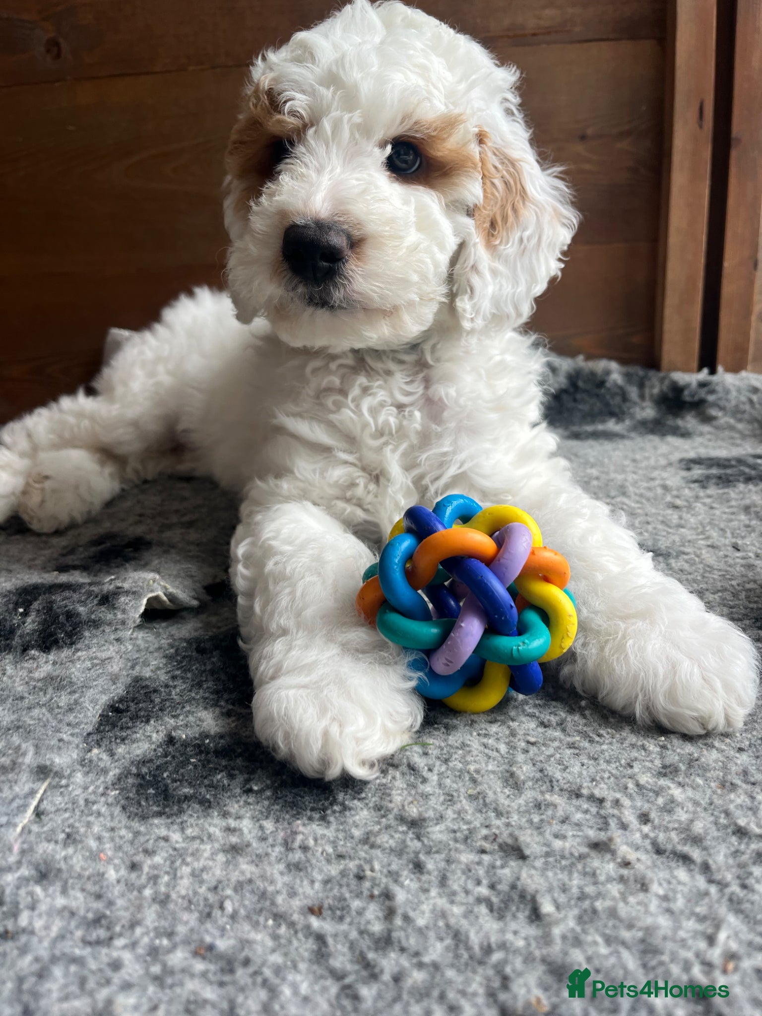 Australian Labradoodle dogs AUSTRALIAN LABRADOODLES - Great recommendations.  - Advert 1