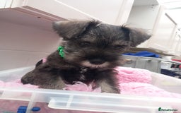 Miniature Schnauzer dogs for sale: Miniture shnauzer puppies - Image 3
