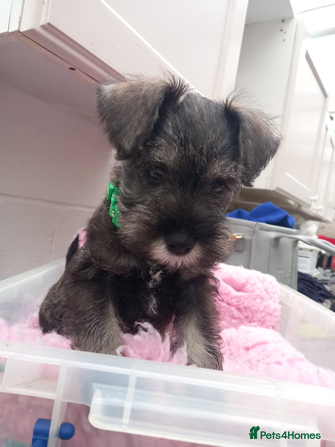 Miniature Schnauzer dogs for sale: Miniture shnauzer puppies - Image 3