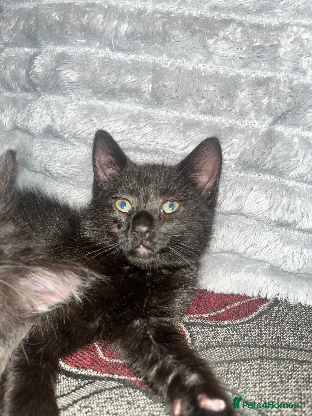 British Longhair cats for sale: Three beautiful kittens & two 7month old females  - Advert 13