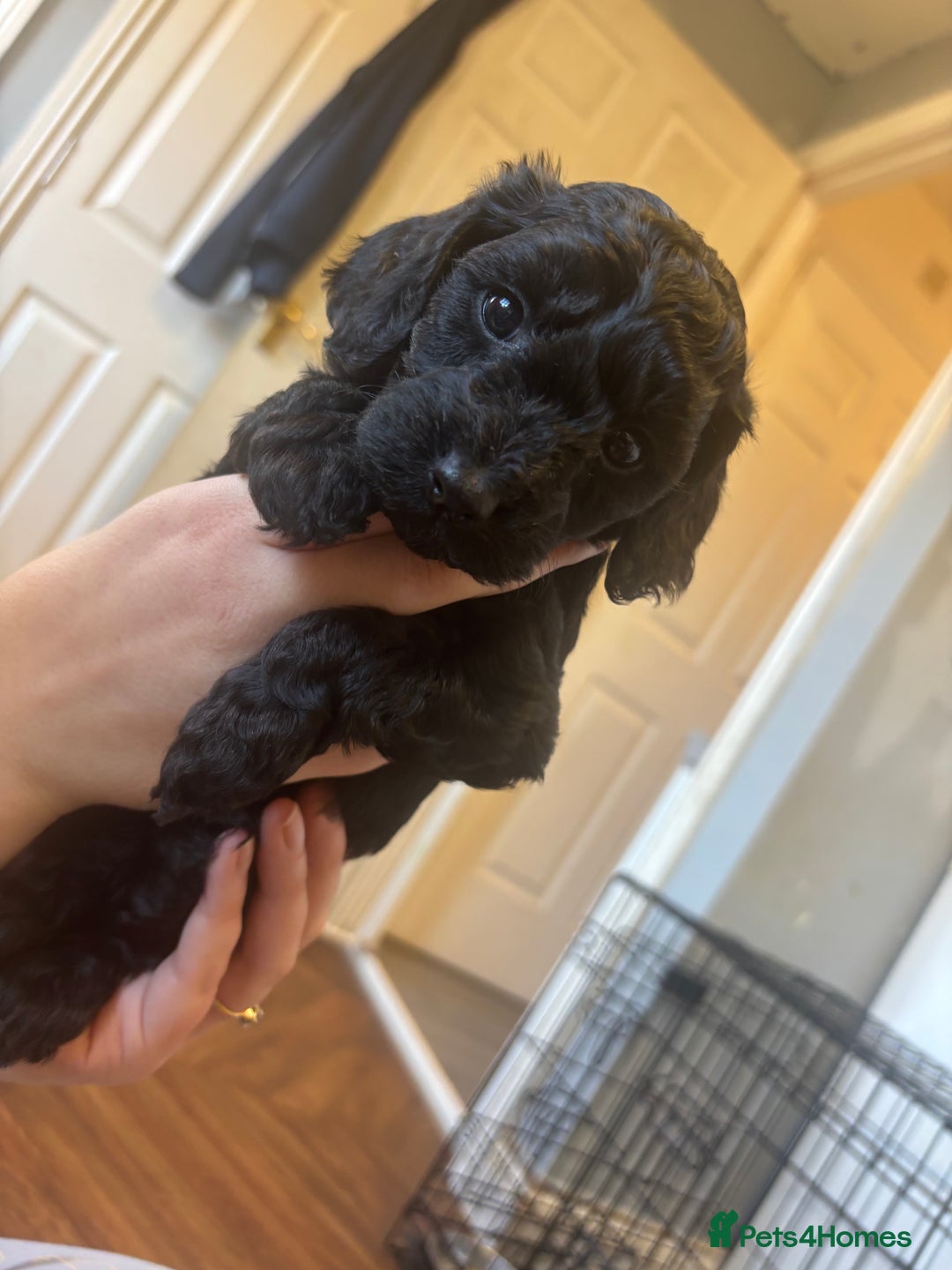Cockapoo dogs for sale: Miniature cockapoos  - Advert 6