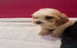 Cockapoo dogs for sale: 6 Beautiful cockerpoos puppies  - Image 7
