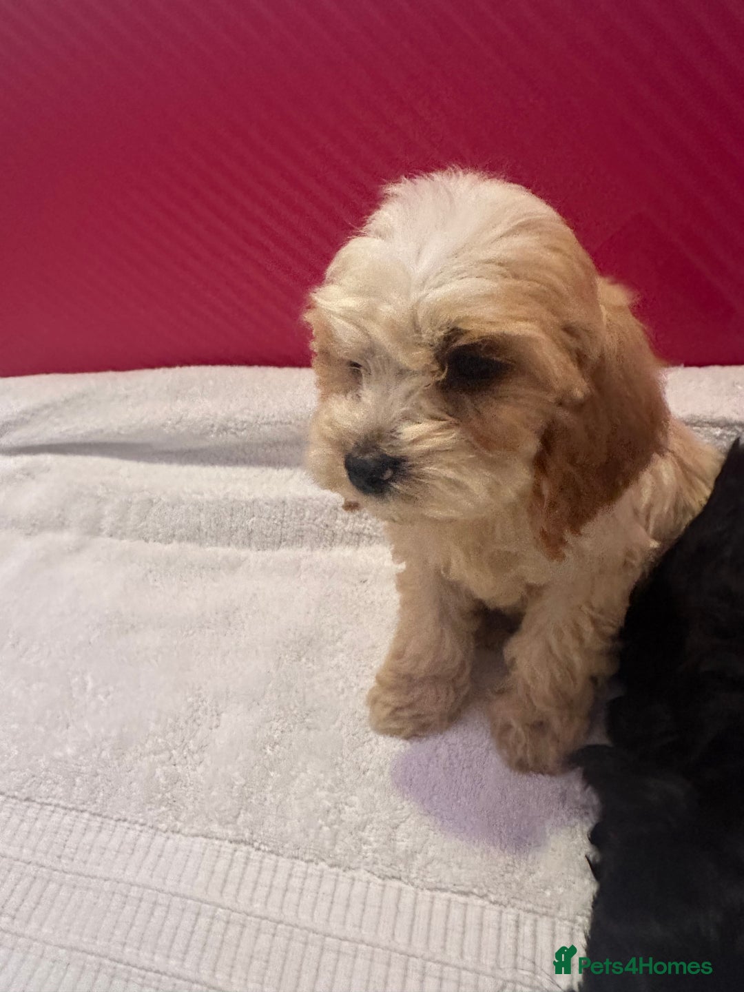 Cockapoo dogs for sale: 6 Beautiful cockerpoos puppies  - Image 7