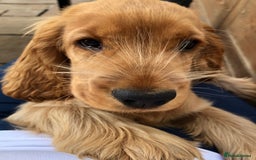 Cocker Spaniel dogs for sale: Exceptional Golden KC Show Cocker Spaniels in Chepstow - Image 13