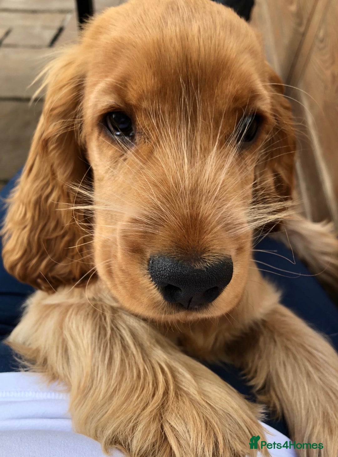 Cocker Spaniel dogs for sale: Exceptional Golden KC Show Cocker Spaniels in Chepstow - Image 13