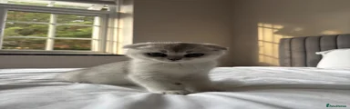 Scottish Fold 1